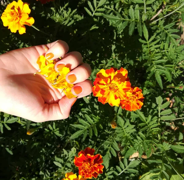 Kwiaty Marigold płatki trzymać w dłoni lato — Zdjęcie stockowe