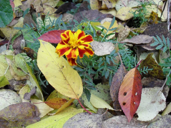 Marigold flowers autumn bloom garden yellow leaves — Stock Photo, Image