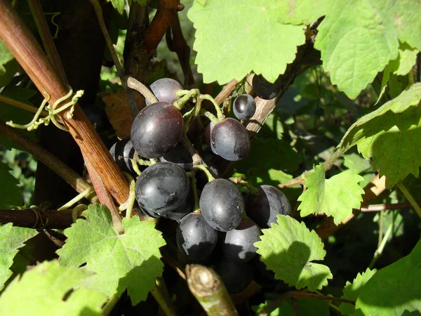 Grapes ripened in the garden. autumn harvest grape brush of ripe grapes. fresh tasty berries. — Stock Photo, Image