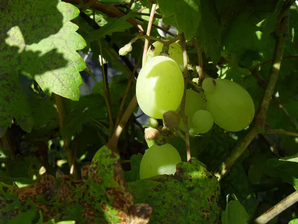 Raisins mûris dans le jardin. vendange d'automne pinceau de raisin mûr. baies fraîches savoureuses . — Photo