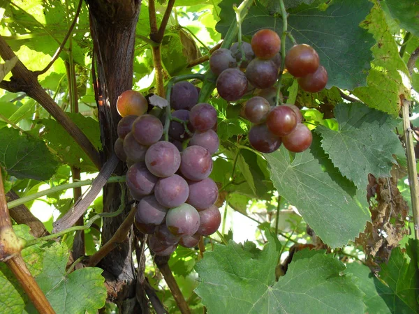 Uve maturate in giardino. vendemmia autunnale pennello di uva matura. bacche fresche e gustose . — Foto Stock