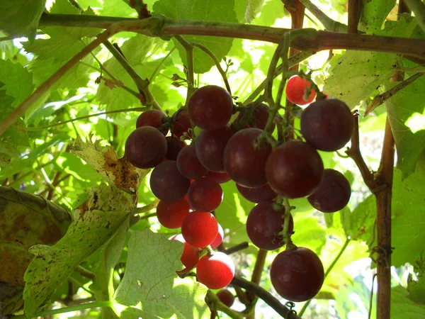 Grapes ripened in the garden. autumn harvest grape brush of ripe grapes. fresh tasty berries. — Stock Photo, Image