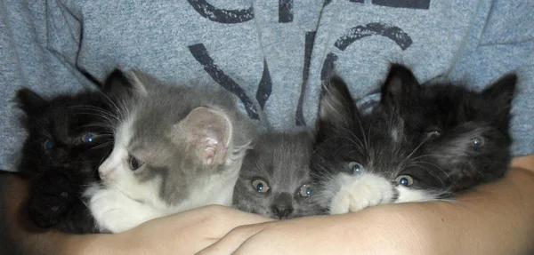 Gatinhos fofos fofos nas mãos de uma mulher . — Fotografia de Stock