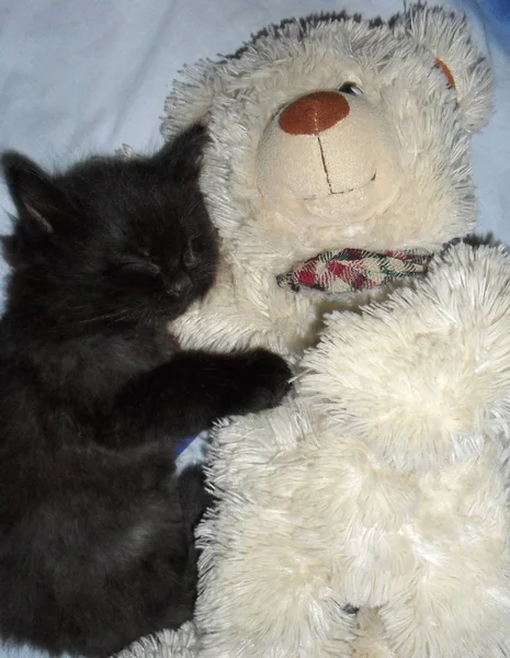 O gatinho está dormindo ao lado do ursinho. bonito preto fofo gatinho — Fotografia de Stock