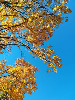 mavi gökyüzüne karşı ağaç dallarında sarı yapraklar.
