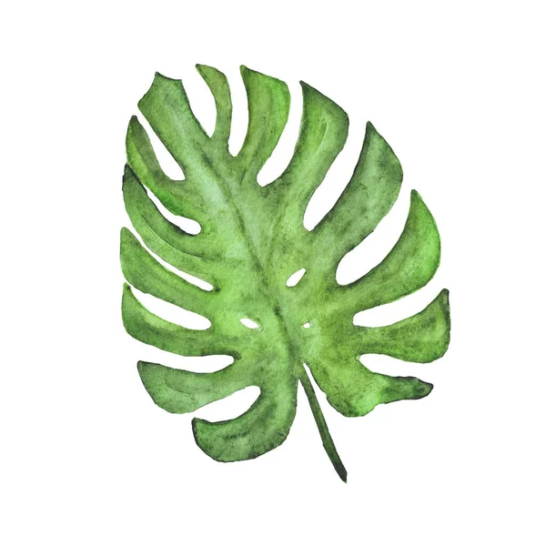 Watercolor monstera leaf. Summer bright tropical element — Stock Photo, Image