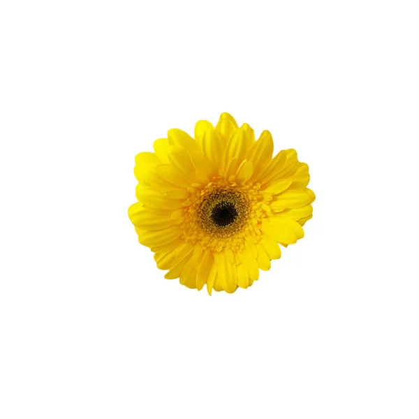 Жовта квітка гербери ізольована на білому тлі . — стокове фото