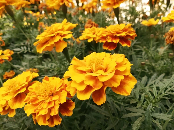 Las caléndulas florecen en el prado de verano. flores de primer plano otoño — Foto de Stock