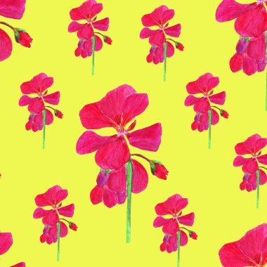 suluboya kırmızı sardunya dikişsiz desen. çiçekler yaz çiçek. , çiçek arka plan