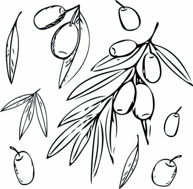 yaprakları basit astar İskandinav tarzı ile bir dal üzerinde zeytin seti
