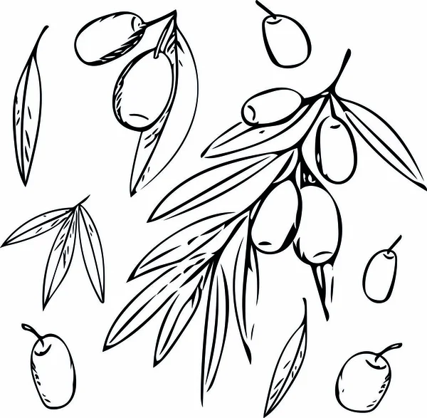 Serie di olive su un ramo con foglie semplice fodera stile scandinavo — Vettoriale Stock