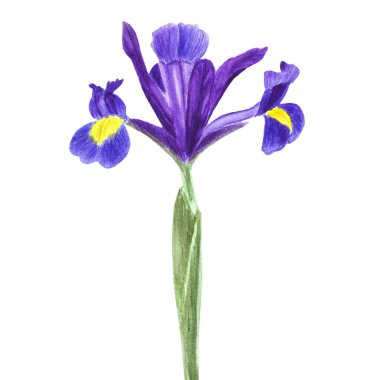 Suluboya çiçek zambağı, el çizimi çiçek illüstrasyonu, beyaz arka planda mavi çiçek