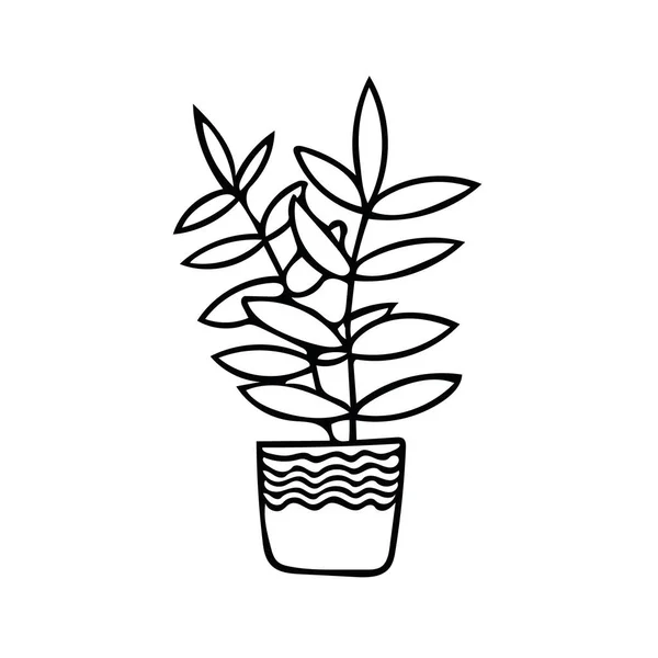 ficus, pipal, rubber plant in pot. element in hand drawn style. simple liner doodle scandinavian. icon of indoor plant - ficus for the design of cards, posters, icons