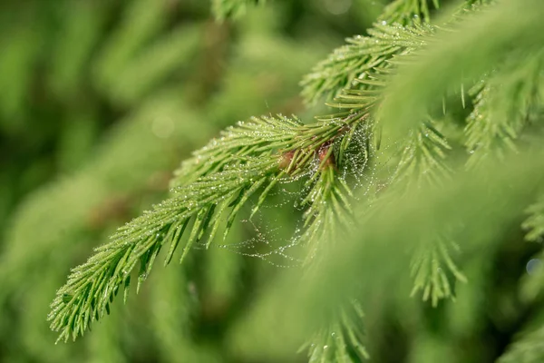 Cobweb sul prato selvaggio, vista da vicino — Foto Stock