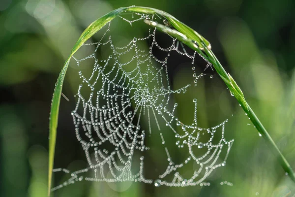 Cobweb sur prairie sauvage, vue rapprochée — Photo
