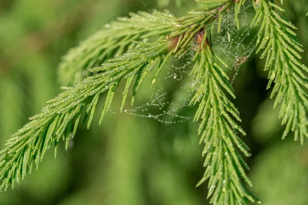 Cobweb on wild meadow, close seup view — стоковое фото