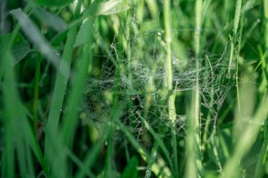 Vahşi çayır üzerinde örümcek ağı, yakın plan görünümü