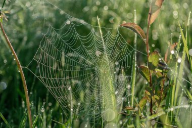 Vahşi çayır üzerinde örümcek ağı, yakın plan görünümü