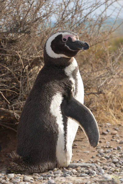 Imagen Pingüino Libertad — Foto de Stock