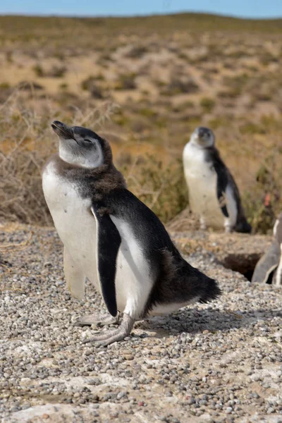 Imagen Pingüino Libertad — Foto de Stock