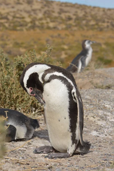 Imagen Pingüino Libertad — Foto de Stock