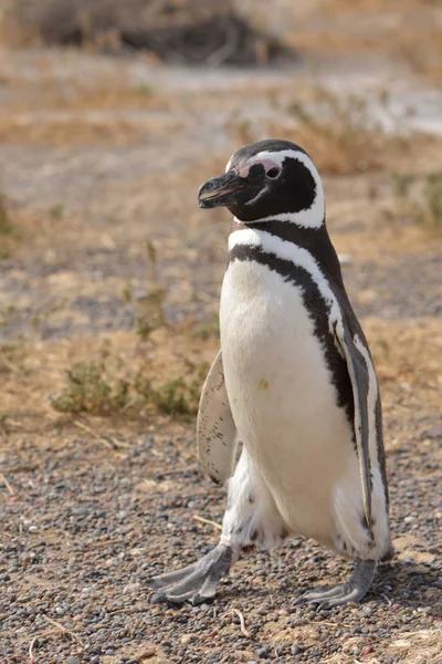 Образ Пингвина Свободе — стоковое фото