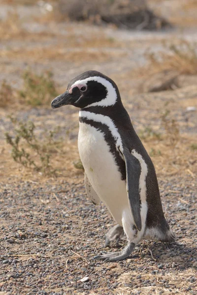 Kép Egy Pingvin Szabadságért — Stock Fotó