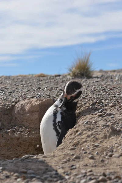 Imagen Pingüino Libertad — Foto de Stock