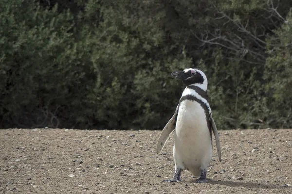 Образ Пингвина Свободе — стоковое фото