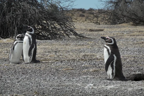 Imagen Pingüino Libertad — Foto de Stock