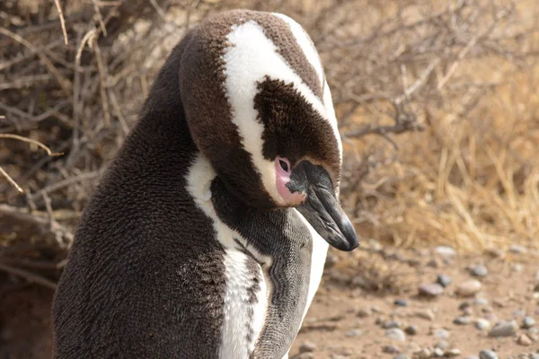 自由中的企鹅形象 — 图库照片