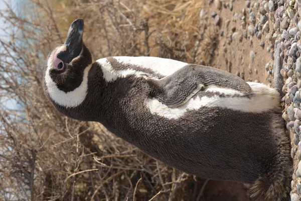 Imagen Pingüino Libertad — Foto de Stock