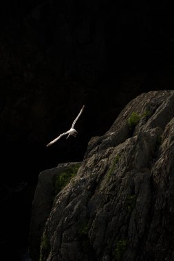 Özgürlük martılar görüntü