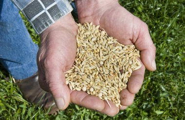 Bir çiftçi ellerde bir yığın kuş tohumu