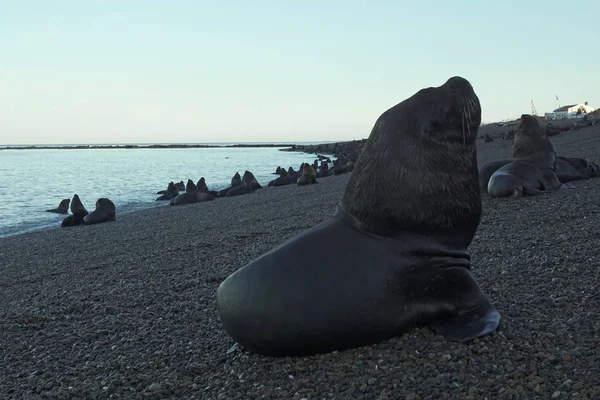 Изображения Морских Львов — стоковое фото