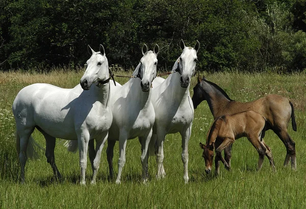 Cavalos espanhóis — Fotografia de Stock