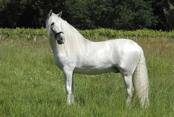 Spansk häst — Stockfoto