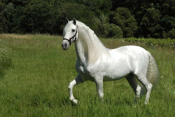 Spaanse paard — Stockfoto