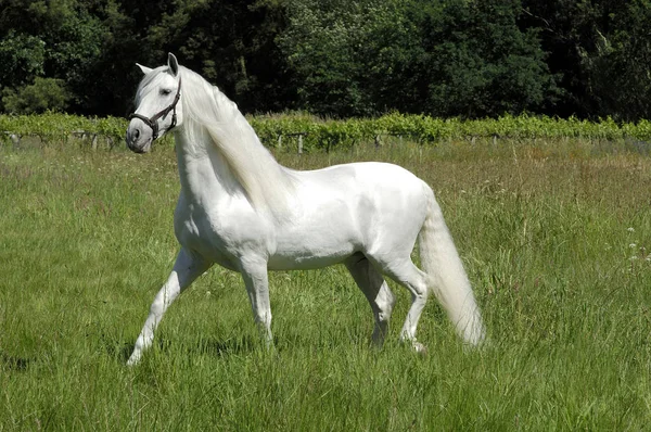 Spanish horse — Stock Photo, Image