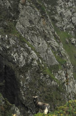 keçi sürüsü görüntü