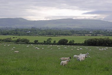 koyun bir sürüsü görüntü