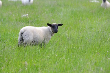 koyun bir sürüsü görüntü