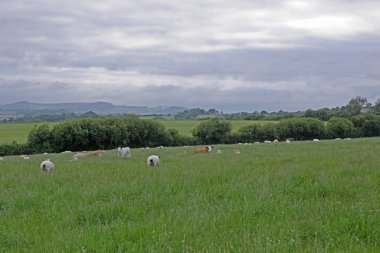 Otlama sığır görüntüsü