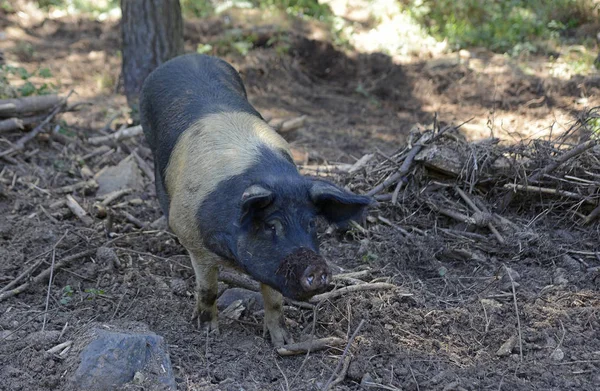 Bild Eines Keltischen Schweins Aus Galicien — Stockfoto