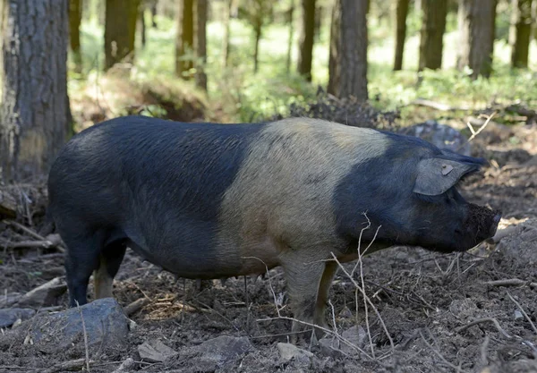 Bild Eines Keltischen Schweins Aus Galicien — Stockfoto