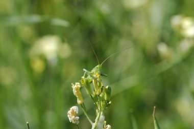 siyah arka planda bir bitkinin yaprakları görüntü