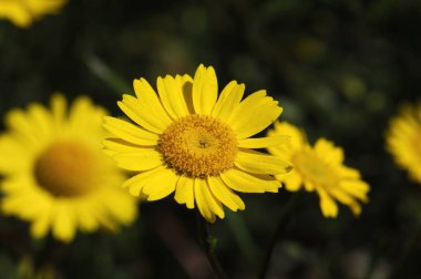 alanda bir çiçek görüntüsü