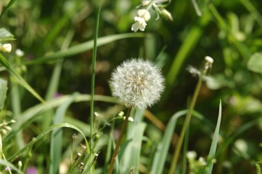 alanda bir çiçek görüntüsü
