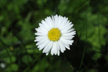 alanda bir çiçek görüntüsü