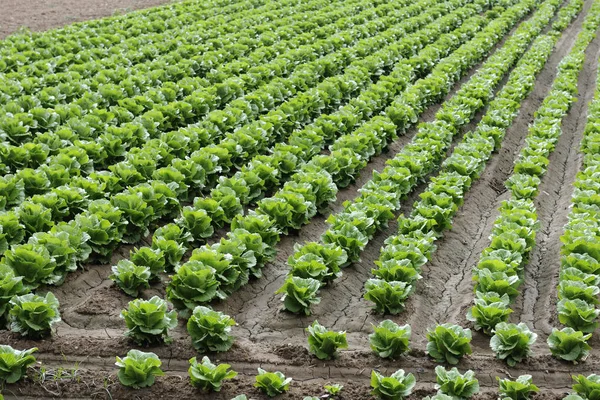 Imagen Del Campo Las Lechugas — Foto de Stock